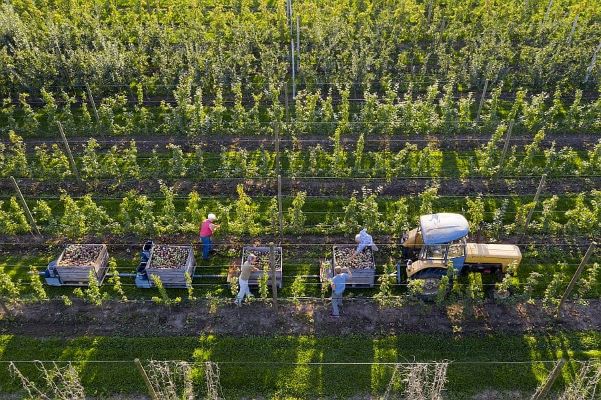 France Expects a Record Apple Harvest After a Prolonged Shortage
