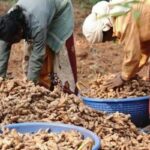 Ginger's Resilience Amidst Economic Downturn