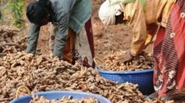 Ginger's Resilience Amidst Economic Downturn