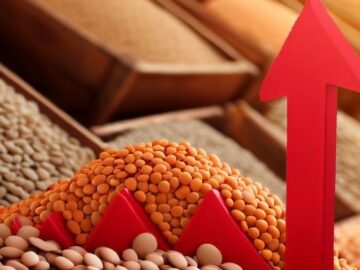 High Prices Remain in Chinese Lentil Market - Low Stock Supports Prices in Chinese Lentil Market