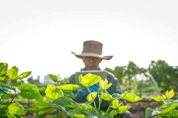 Large White Kidney Beans Will Prices Rise