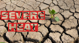 Severe Heat in Brazil Poses a Risk to Soybean Crops