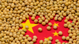 Soybean Stocks in China Declined for the Fourth Week in a Row