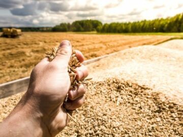 The Export of Ukrainian Grain in 2023/24 Exceeded 22 Million Tons