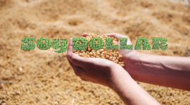 Argentina's 'Soy Dollar' Program Ignites Soybean Sales Boom