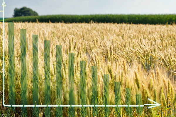 Wheat Prices in Ukraine Continued to Fall