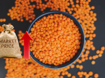 Why Is There a Slowdown in the Chinese Lentil Market