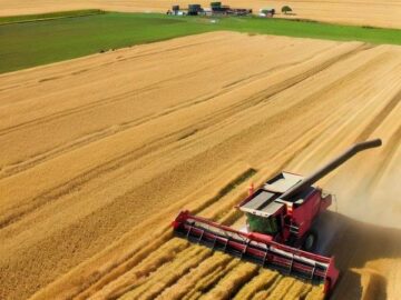 Harvest-2023: Ukraine Has Already Received More Than 33 Million Tons of New Crop