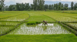 Shrinking Cultivation Areas and Crop Damage Spark Concerns for Sesame Farmers in India