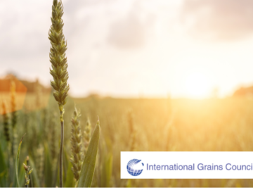 IGC Reduced Forecast of World Grain Production