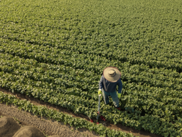 Are Black Bean Prices Bottoming Out in China?