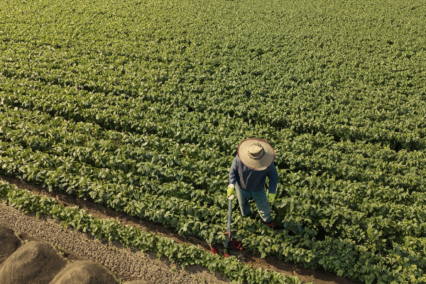 Are Black Bean Prices Bottoming Out in China?