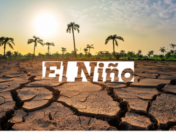 El Niño Will Negatively Impact Palm Oil Export Opportunities