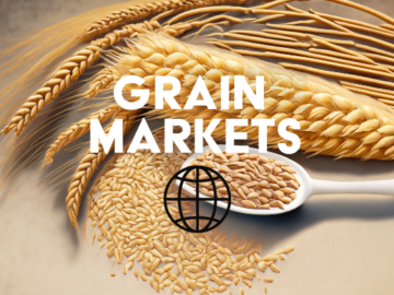 The Export of Ukrainian Grain in 2023/24 Exceeded 22 Million Tons