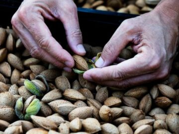 Late Harvest Continues to Present Challenges in Blue Diamond Almonds Market