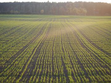 Sowing Campaign in Ukraine Winter Crops Will Be 20% Less