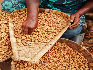 Peanut Prosperity: India's Export Triumph in Southeast Asia