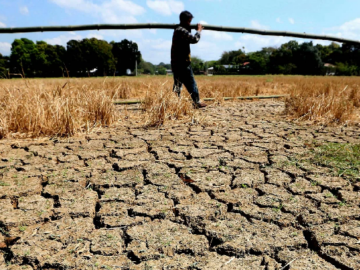 El Nino's Grip: Asia's Rice Markets Under Strain