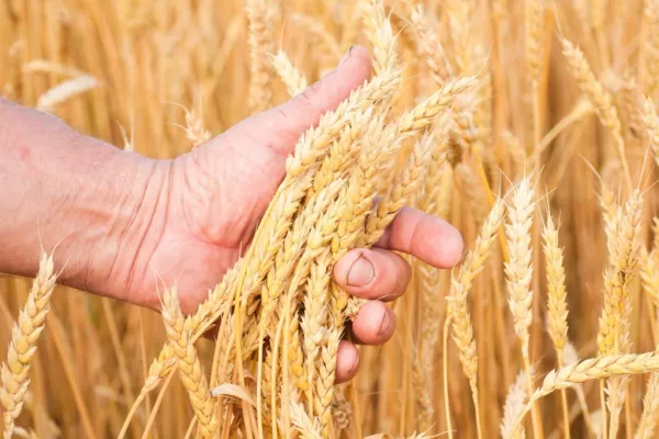 Wheat Procurement Exceeds Government Requirements