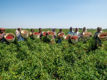 Recent Rainfall Augments Prospects for Spice Crops in South India