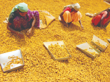 Spicing Up India's Trade: The Billion-Dollar Turmeric Vision - Indian Turmeric Market Breakdown for Year 2023