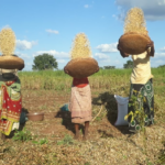 Soybean Slump in Maharashtra: Farmers in a Financial Quandary