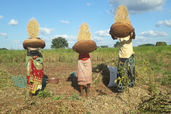 Soybean Slump in Maharashtra: Farmers in a Financial Quandary