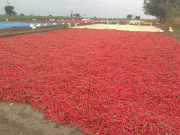 Spice Harvest Update: Chilli Crop Resurgence After September Showers in India