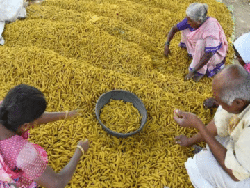 Golden Spice Ambitions: India's Journey Towards a $1 Billion Turmeric Export Market