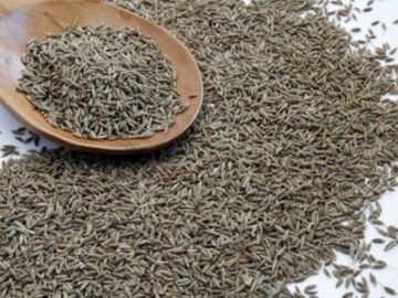 Aromatic Whispers Across Gujarat's Agrarian Canvas As Cumin Declines