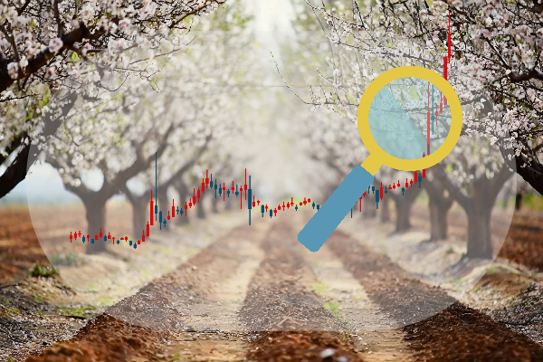 Almond Acreage Continues to Decline in California