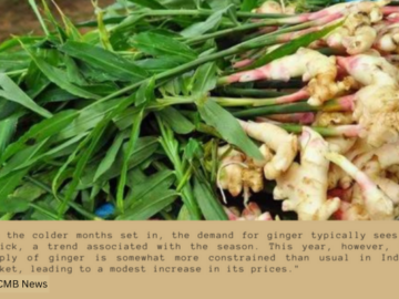 Ginger Gold Rush As A Winter Witnesses Prices and Scarcity