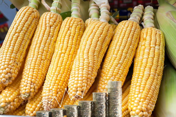 Ukrainian corn prices are again down.