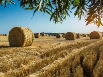 Russian Wheat Market Bottomed Out