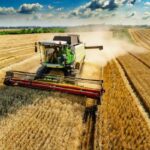 Wheat Prices Decline Despite Crop Deterioration in the US