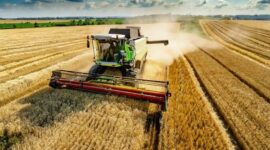 Wheat Prices Decline Despite Crop Deterioration in the US