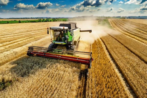 Wheat Prices Decline Despite Crop Deterioration in the US