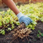 Halfway Through the US Peanut Harvest - Apparent Quality Issues