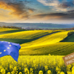 Rapeseed Prices in Europe Increase Due to Border Blockade by Polish Carriers