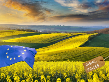 Rapeseed Prices in Europe Increase Due to Border Blockade by Polish Carriers