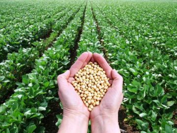 Soybean Market Analysis: Brazil Sees Rising Prices, while Chicago Faces Decline