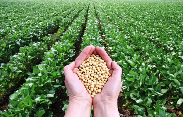 Soybean Market Analysis: Brazil Sees Rising Prices, while Chicago Faces Decline