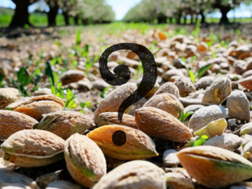 Almond Market: Hesitancy to Sell - Will Prices Rise?