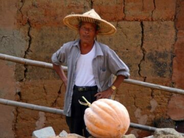 Stable Prices in Chinese Pumpkin Market