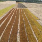 The Grapevine on Raisins-A Bitter Harvest Ahead