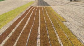 The Grapevine on Raisins-A Bitter Harvest Ahead