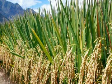 Riding the Rice Wave - 15-Year High Amidst Global Surges  