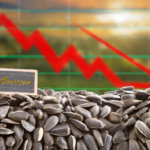 Ukrainian Sunflower Prices Are Decreasing