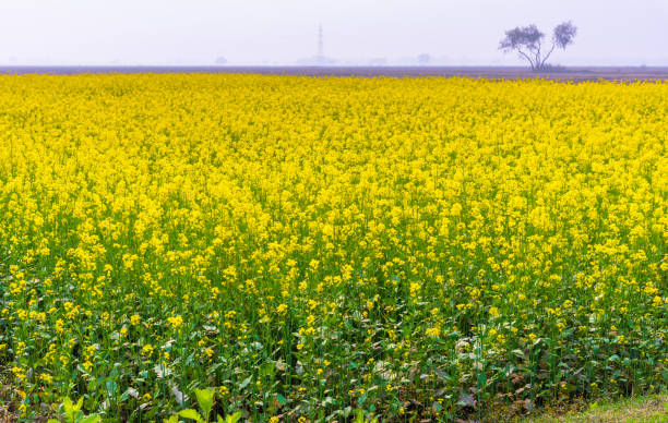 Golden Hues In Mustard Fields- 2023-24 Outlook