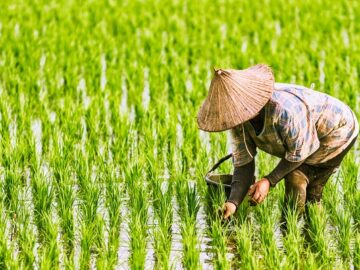 Global Rice Market Dynamics: Vietnam and India's Price Surge